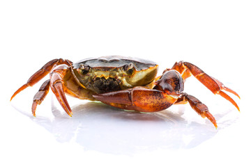 close up Freshwater crab on White background. Ricefield crab in Thailand.