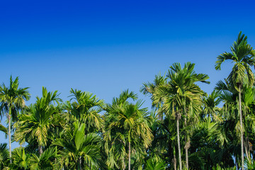 green Betel palm tree on blue sky background