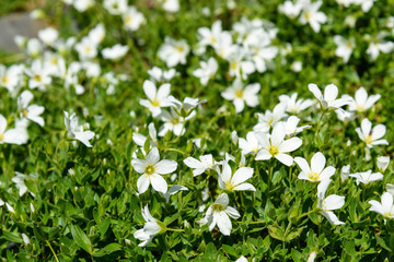 Cerastium lithospermifolium flowers on the mountain. Altai Republic, Russia