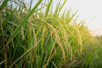 Close up ear of rice in rice fields