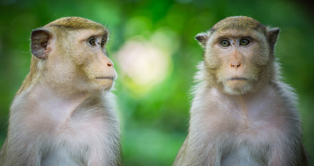 Naklejka premium close up two monkeys in green nature forest background