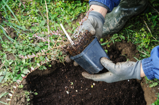 Planting berry bushes.