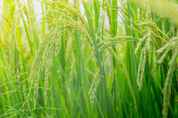 Close up ear of rice fields