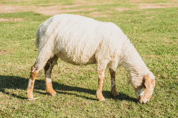 Naklejka na ściany i meble Sheep on green grass