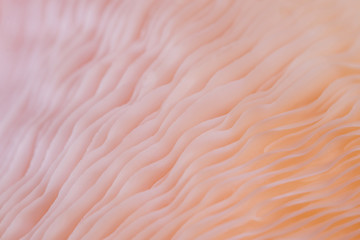 abstract background macro close up of Pleurotus djamor is beautiful mushrooms color pink