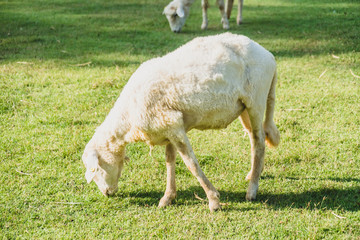 Sheep on green grass
