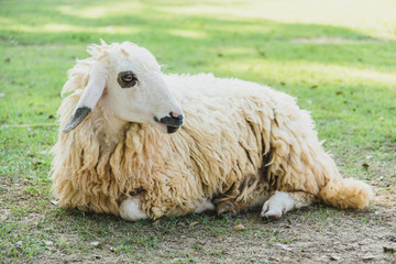 Sheep on green grass