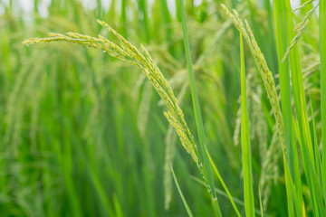 Close up ear of rice fields