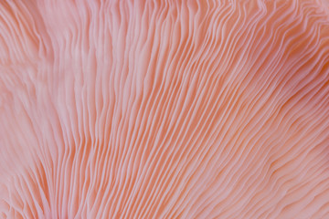 abstract background macro close up of Pleurotus djamor is beautiful mushrooms color pink