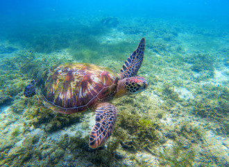 Obraz na płótnie Canvas Green sea turtle above seaweeds. Tropical nature of exotic island.