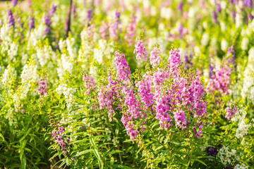 Lavender flower garden