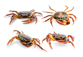 Collection Freshwater crab on white background. Ricefield crab in Thailand.