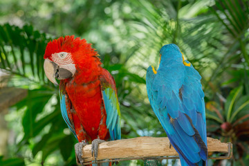 Fototapeta na wymiar Blue and red macaw bird one of the most famous parrots of the world