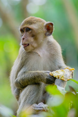 Monkey lives in a natural forest of Thailand.