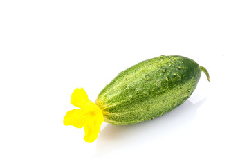 Cucumber