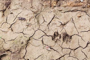 dog footprint on the dry soil.