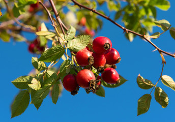 Dogrose berries. Rosehip