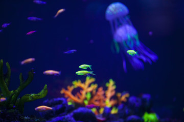 bright fish in a blue aquarium