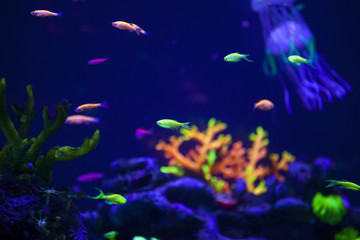 Fototapeta na wymiar bright fish in a blue aquarium