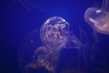 Jellyfishes Swimming In The Sea. The jellyfish is a tedious and fascinating animal.Beautiful jellyfish