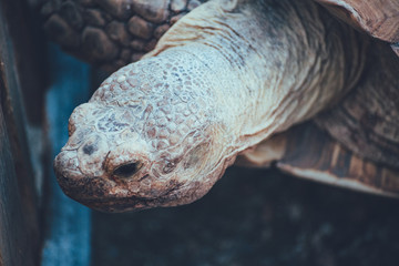 Fototapeta premium GLOOMY ZOO