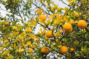 Poncirus trifoliata in early autumn