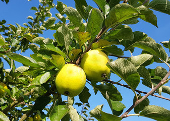 Rote Sternrenette, Herzapfel, Alte Apfelsorte, Apfel, Malus, domestica © Ruckszio