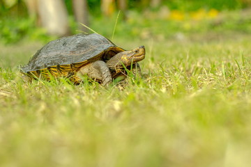 Obraz premium Big turtle on green grass after rain texture background environment concept