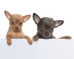 Chihuahua banner