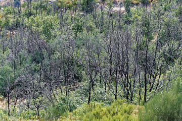 Forest fire on landscape of Serra da Estrela (Star Mountain Range) that is the highest mountain range in Continental Portugal.