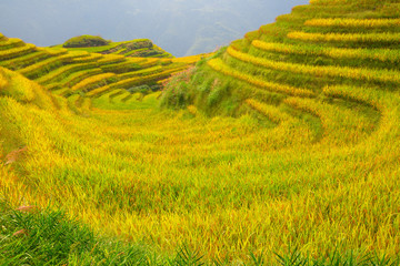 Longji Rice Terraces