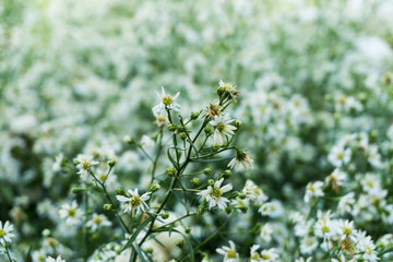 Beautiful white flower on a green background.