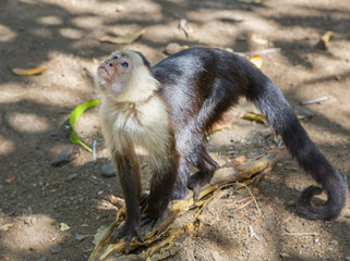 Тропическая обезьяна Капуцин