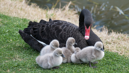 Black Swan & cygnets (Cygnus atratus)