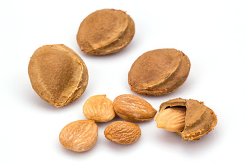 Apricot kernel