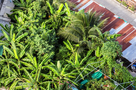 Topview Of Banana Garden With Small Metal Roof