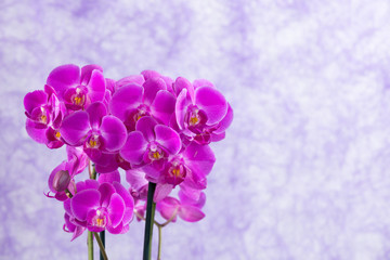 purple orchids corsage