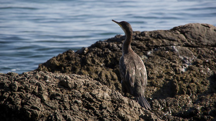 Close up back view of one gray grebe standing on the rock surrounded with a blue sea. Autumn in Opatija, Croatia, Europe.