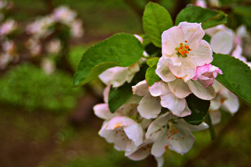 Beautiful flowering apple tree branch
