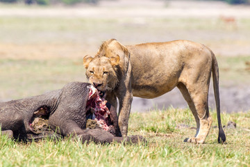 Leoni e leonesse con cuccioli leoncini che mangiano in branco