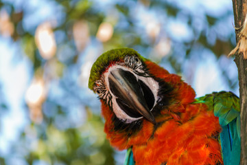 parrot ara likes to be photographed © chebonenko
