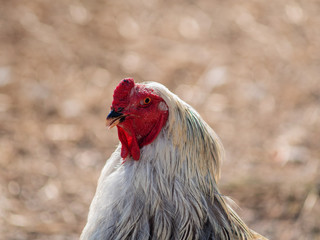 rooster portrait cute