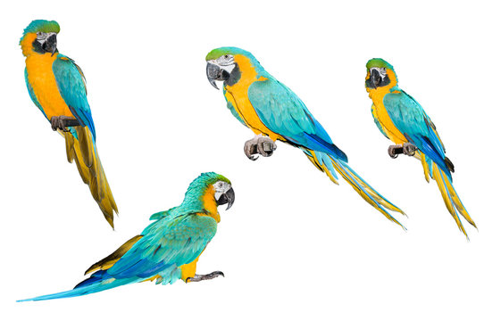 A collection of parrot macaws on a white background.
