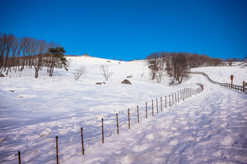 Pyeongchang, Gangwon-do, South Korea - Daegwallyeong Yangtte Farm with heavy snowfall.