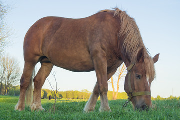 Naklejka na ściany i meble Brown horse eating grass on the field