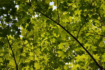 Bäume und Himmel