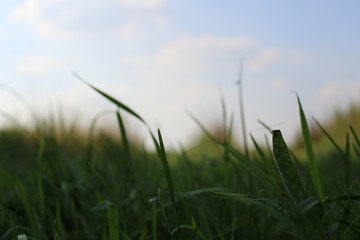 Gras auf einer Wiese Nahaufnehme
