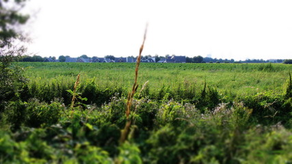 Blumen auf einer Wiese