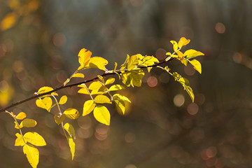 Spring fresh bush shrub leaves rose hip.