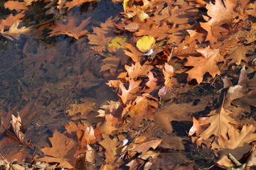 Blätter im Wasser